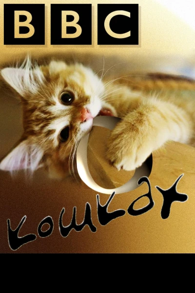 БиБиСи о кошках