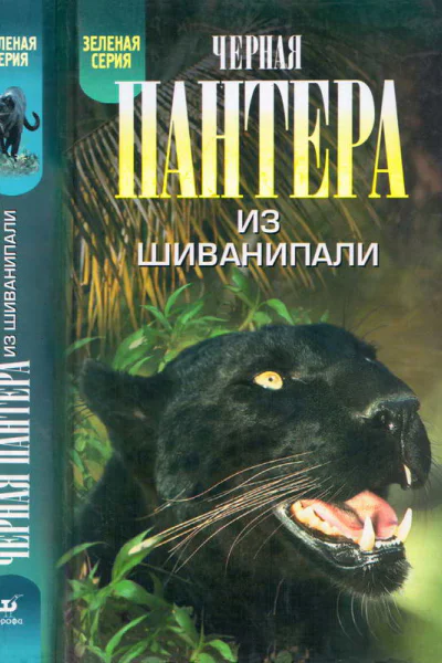 Черная пантера из Шиванипали