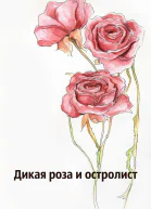 Дикая роза и остролист ЛП