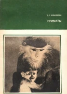 Э Фридман Приматы