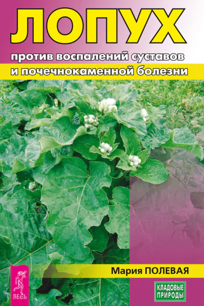 Лопух против воспалений суставов и почечнокаменной болезни