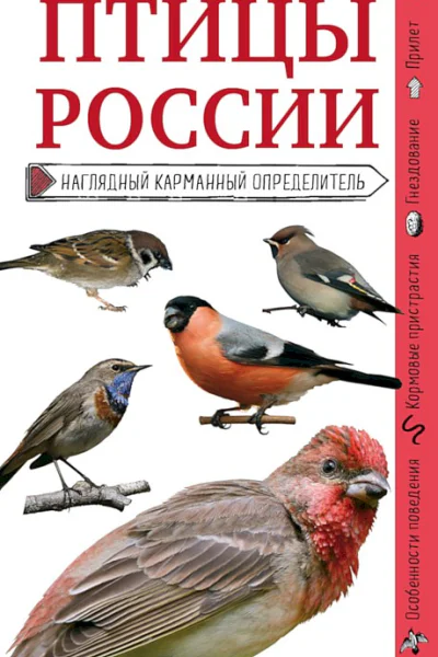 Митителло Ксения Птицы России Наглядный карманный определитель