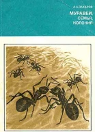 Муравей семья колония