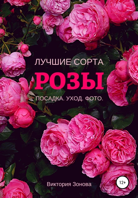Розы Лучшие сорта