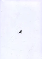 Щель