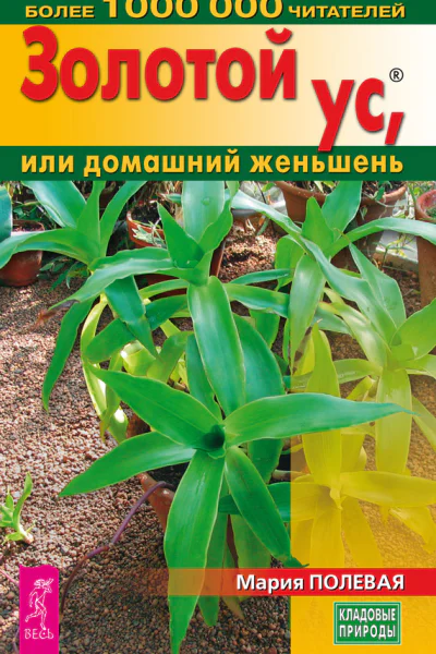 Золотой ус или домашний женьшень