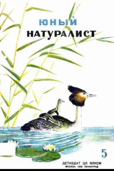 Журнал Юный Натуралист 5 1936
